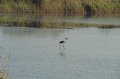 21.10.2012 Saline di Priolo (83)